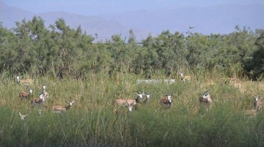 Ceylanlar Ağrı Dağı&rsquo;na Uyum Sağladı