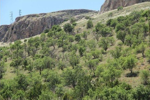 Beydağı Tabiat Parkı Tescil Edildi