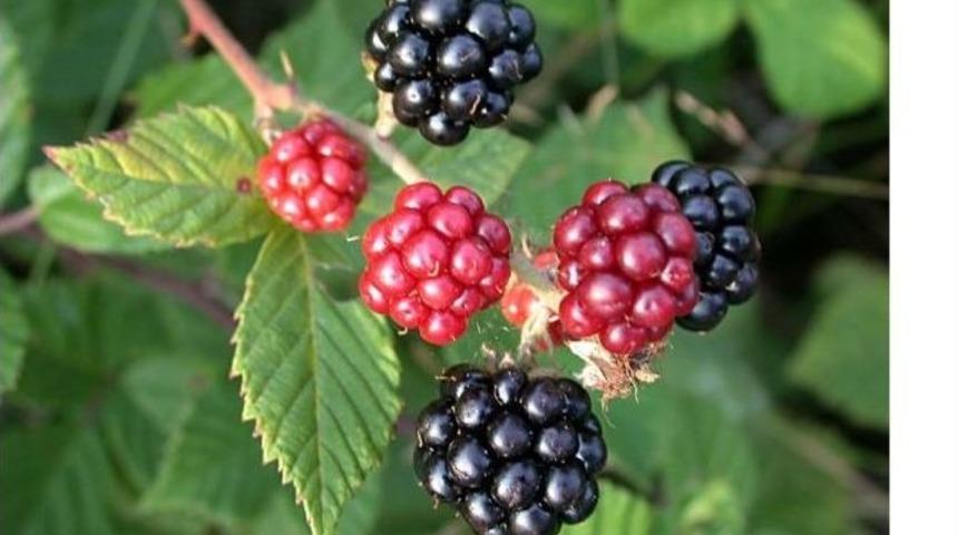 Sağlık İ&ccedil;in B&ouml;ğ&uuml;rtlen