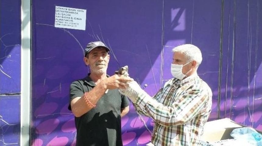 &Ccedil;ark Caddesi&rsquo;nde Yaralı Ebabil Kuşu Bulundu