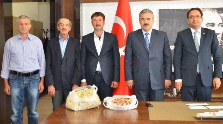 Aydın&rsquo;da Antep Fıstığı &Uuml;retimi Hızla Yaygınlaşıyor