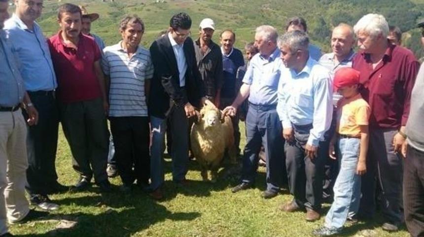 Çiftçilere Koyun Dağıtıldı