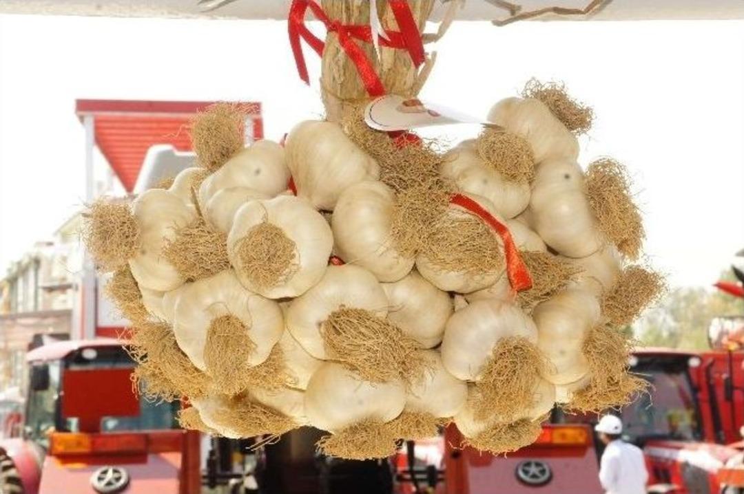 D&uuml;nyaca &Uuml;nl&uuml; Taşk&ouml;pr&uuml; Sarımsağına Patent Alma &Ccedil;alışmaları S&uuml;r&uuml;yor