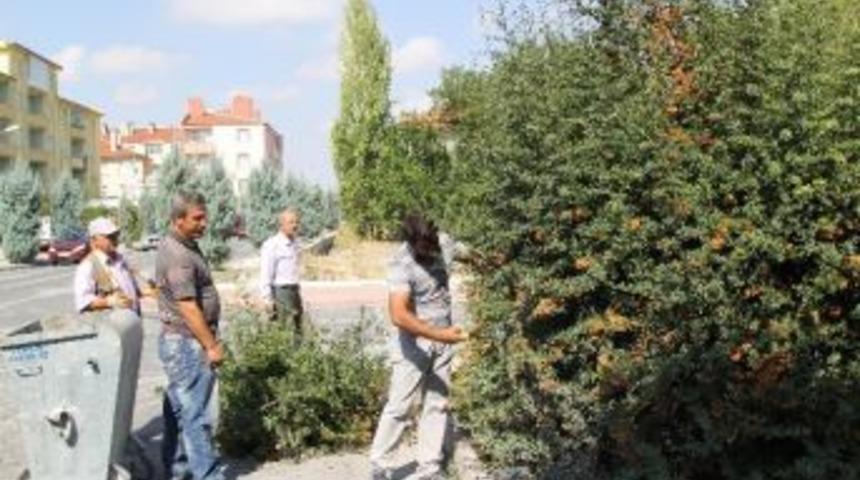 Cihanbeyli’de Ağaçlar Budanıyor