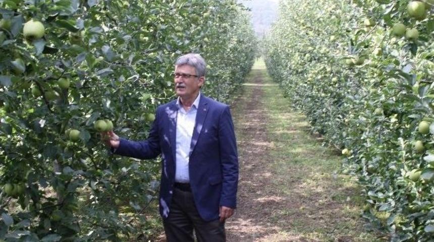 22&rsquo;nci Yeşil İhsaniye Elma Festivali Başlıyor