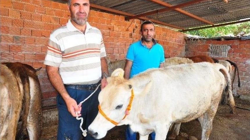 Ardahan&rsquo;dan Manisa&rsquo;ya Kurban Yolculuğu