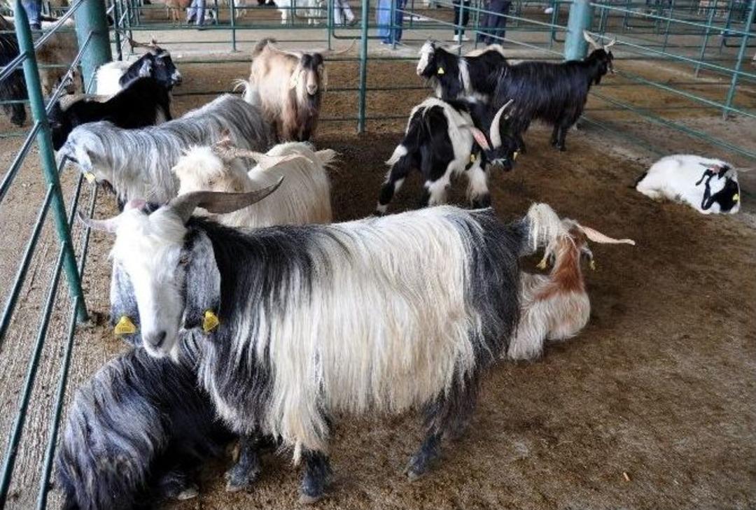 (&ouml;zel Haber) Bu Sene Her Keseye G&ouml;re Kurbanlık Var