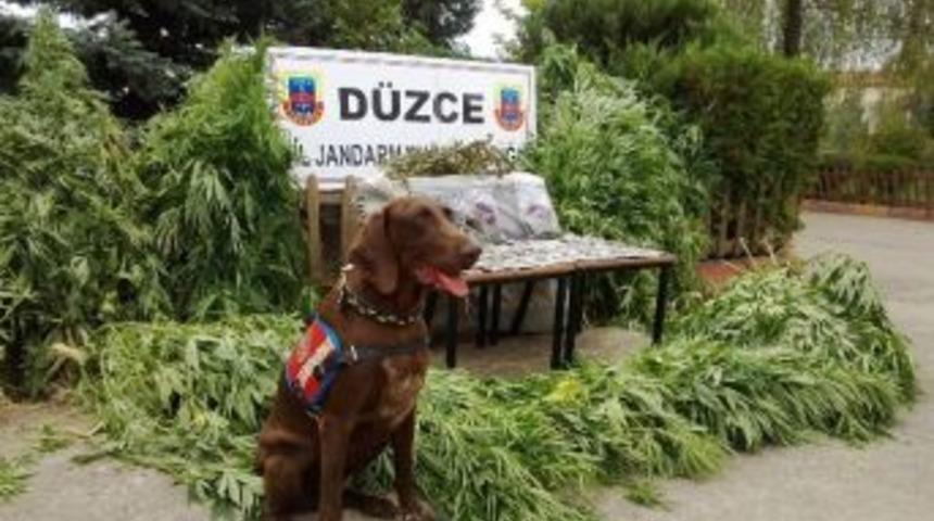 D&uuml;zce&rsquo;de Uyuşturucu Madde Ele Ge&ccedil;irildi