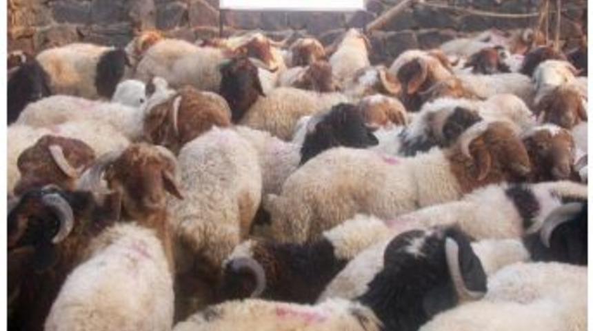 Sınırda 136 Ka&ccedil;ak K&uuml;&ccedil;&uuml;kbaş Hayvan Ele Ge&ccedil;irildi