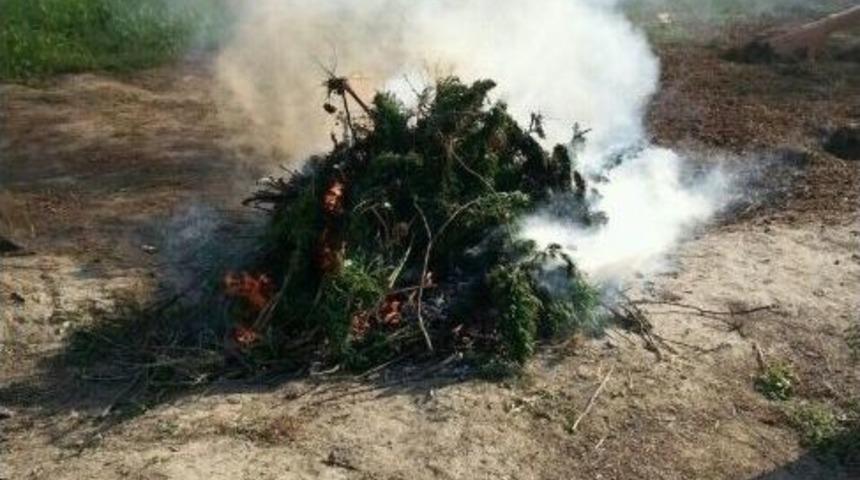 Jandarmadan Kenevir Tarlasına Baskın