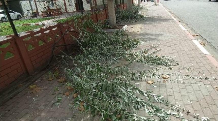 Kesilen Ağa&ccedil;lar Tepkiye Neden Oldu