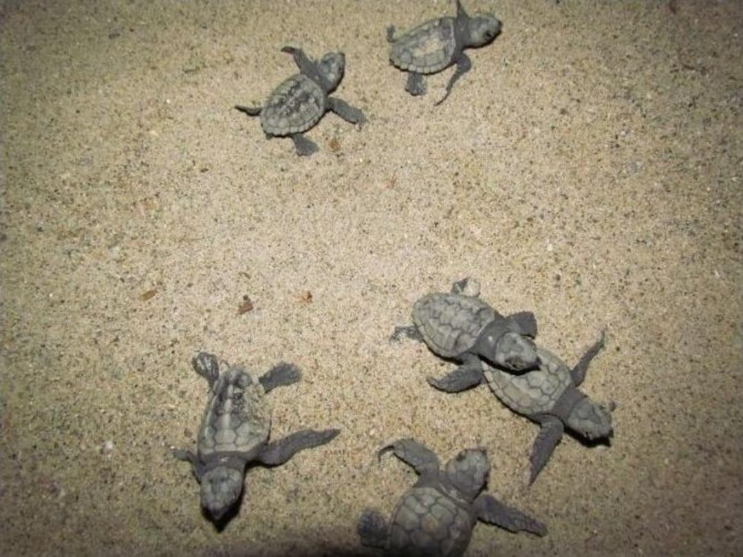 Caretta Carettaların Yavru &Ccedil;ıkışları Tamamlandı