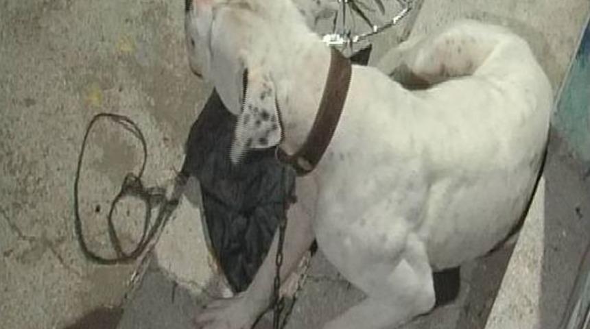 Bursa&rsquo;da Saldırgan K&ouml;pek Paniği