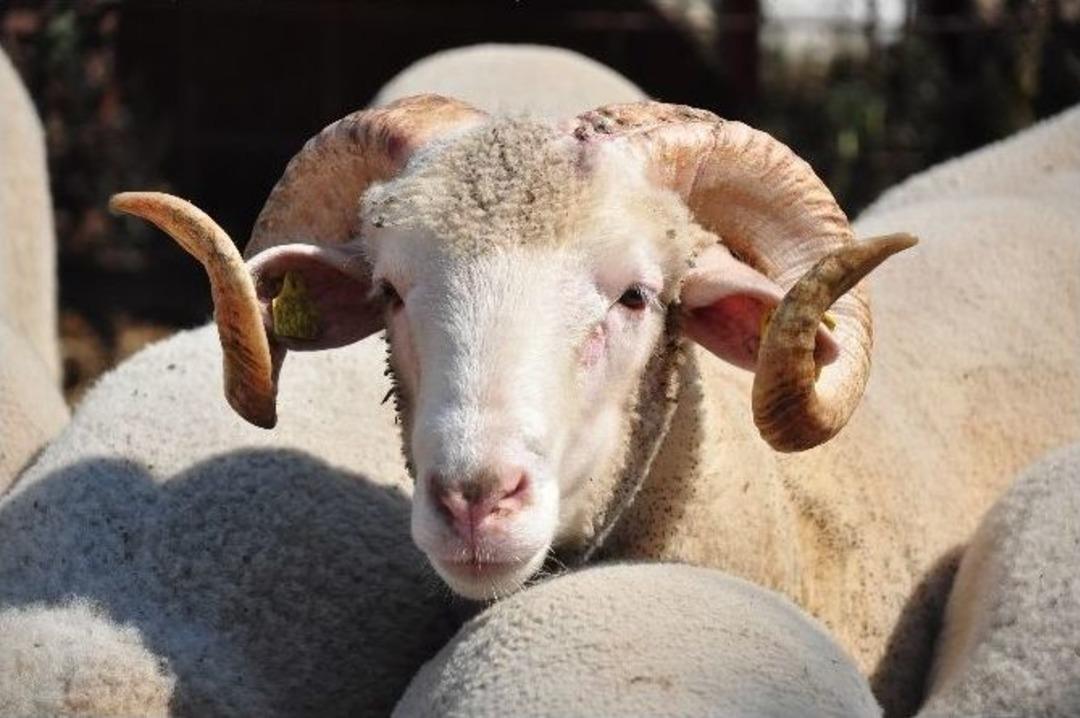 (&ouml;zel Haber) Et Fiyatları Kurbanlık Satışını Olumsuz Etkiliyor