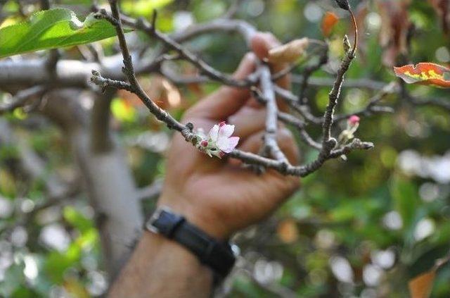 Sivas’ta Kurumuş Elma Ağacı Çiçek Açtı