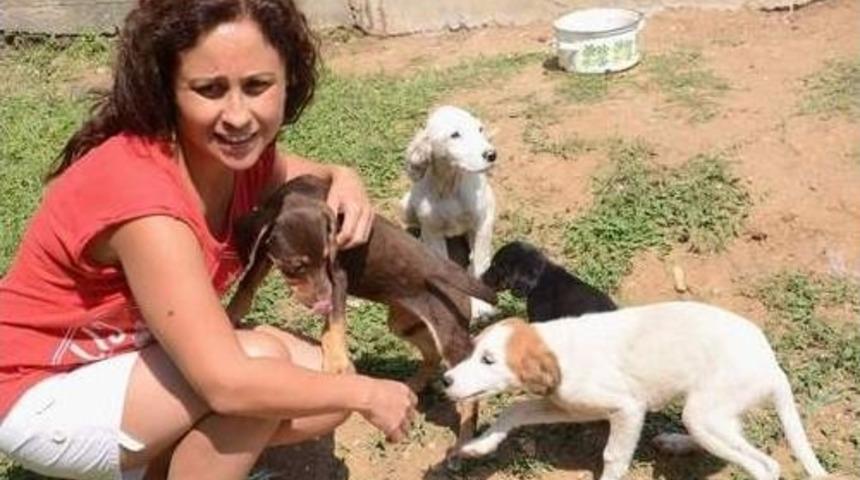 Kara Yolunda &Ouml;l&uuml;me Terk Edilen Yavru K&ouml;peklere Sahip &Ccedil;ıktı