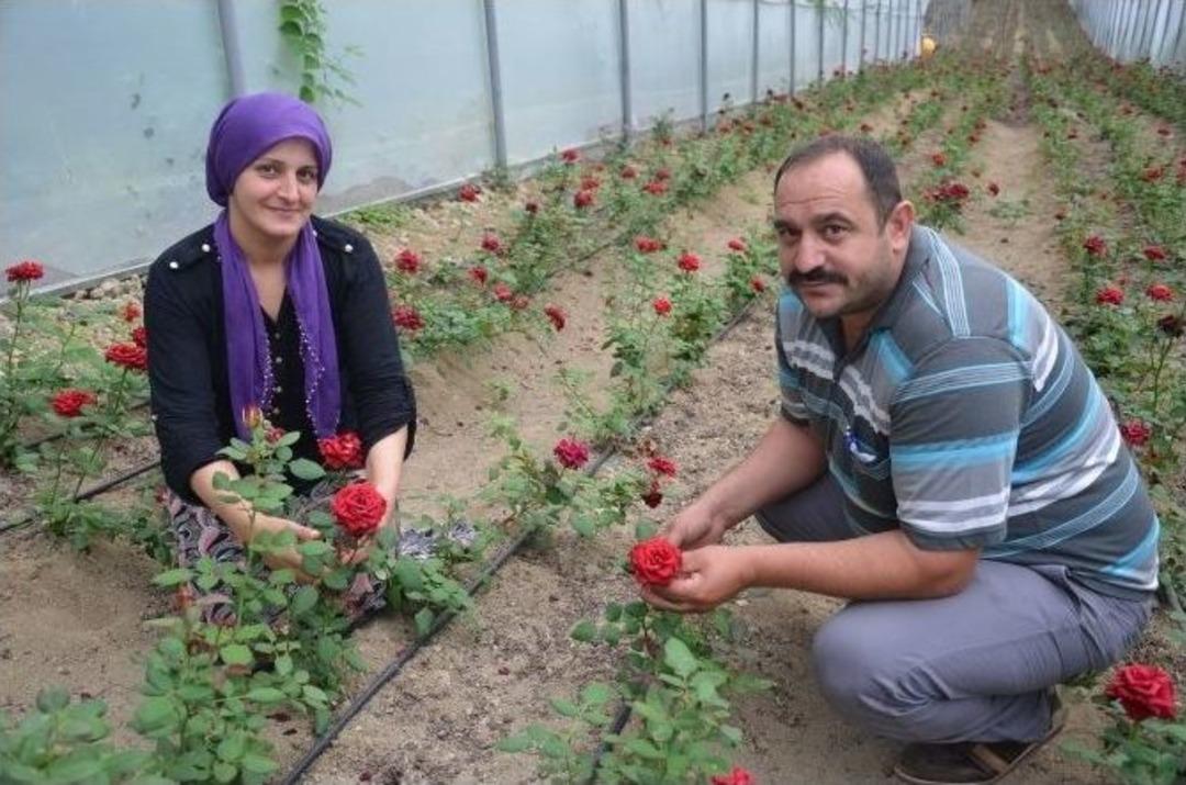 Fındığı S&ouml;k&uuml;p Kesme &Ccedil;i&ccedil;ek&ccedil;iliğe Başladı