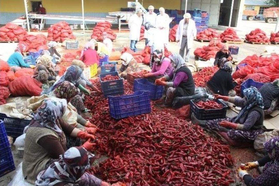 Kulaca&rsquo;dan Hollanda&rsquo;ya 450 Ton Biber Sal&ccedil;ası