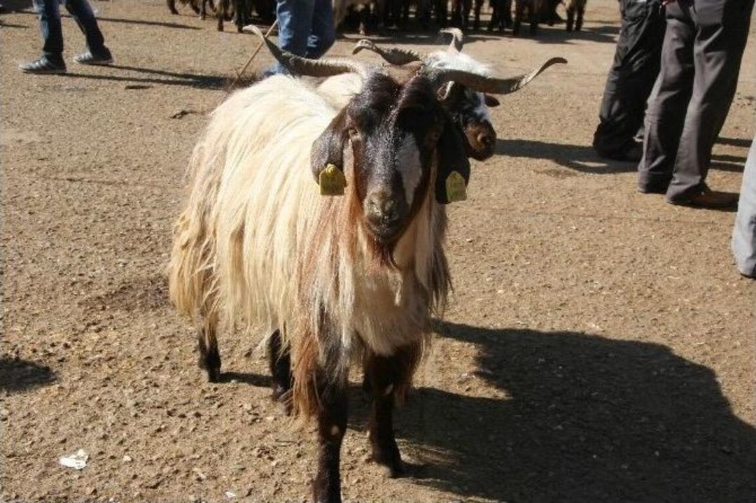 Diyarbakır&rsquo;da Kurbanlıklar G&ouml;r&uuml;c&uuml;ye &Ccedil;ıktı