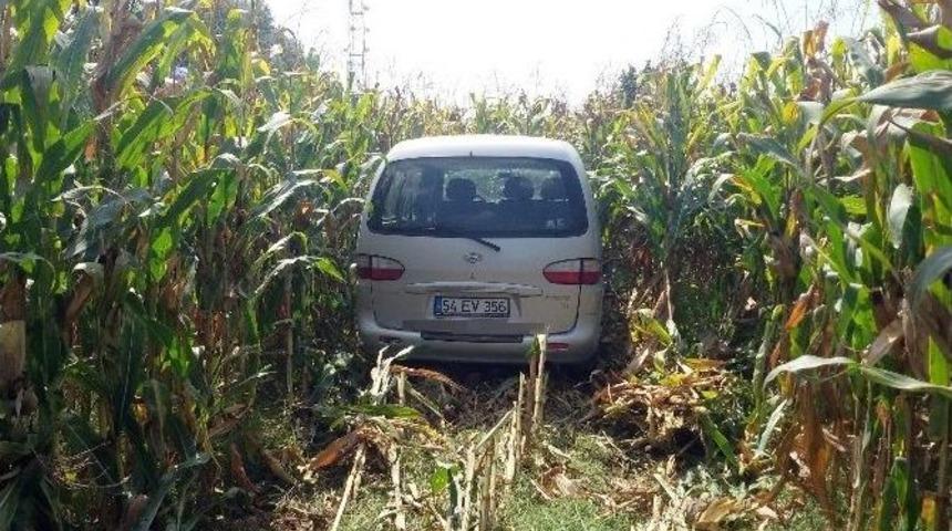 G&uuml;neş G&ouml;z&uuml;n&uuml; Alınca Mısır Tarlasına U&ccedil;tu