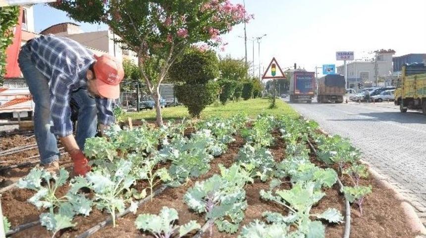 G&ouml;lbaşı&rsquo;nda Ref&uuml;j Ve Parklara Kışlık &Ccedil;i&ccedil;ek Dikimi Başladı
