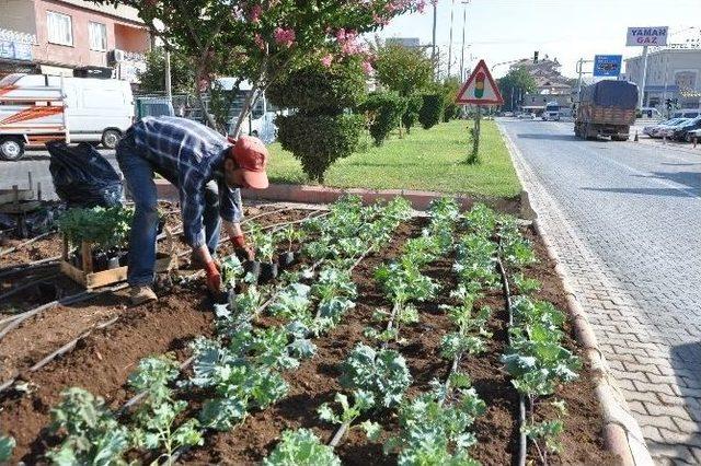 Gölbaşı’nda Refüj Ve Parklara Kışlık Çiçek Dikimi Başladı