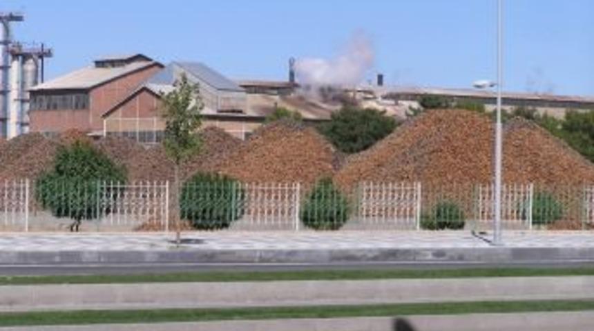 Malatya&rsquo;da Pancar Alımına 22 Eyl&uuml;l&rsquo;de Başlanacak