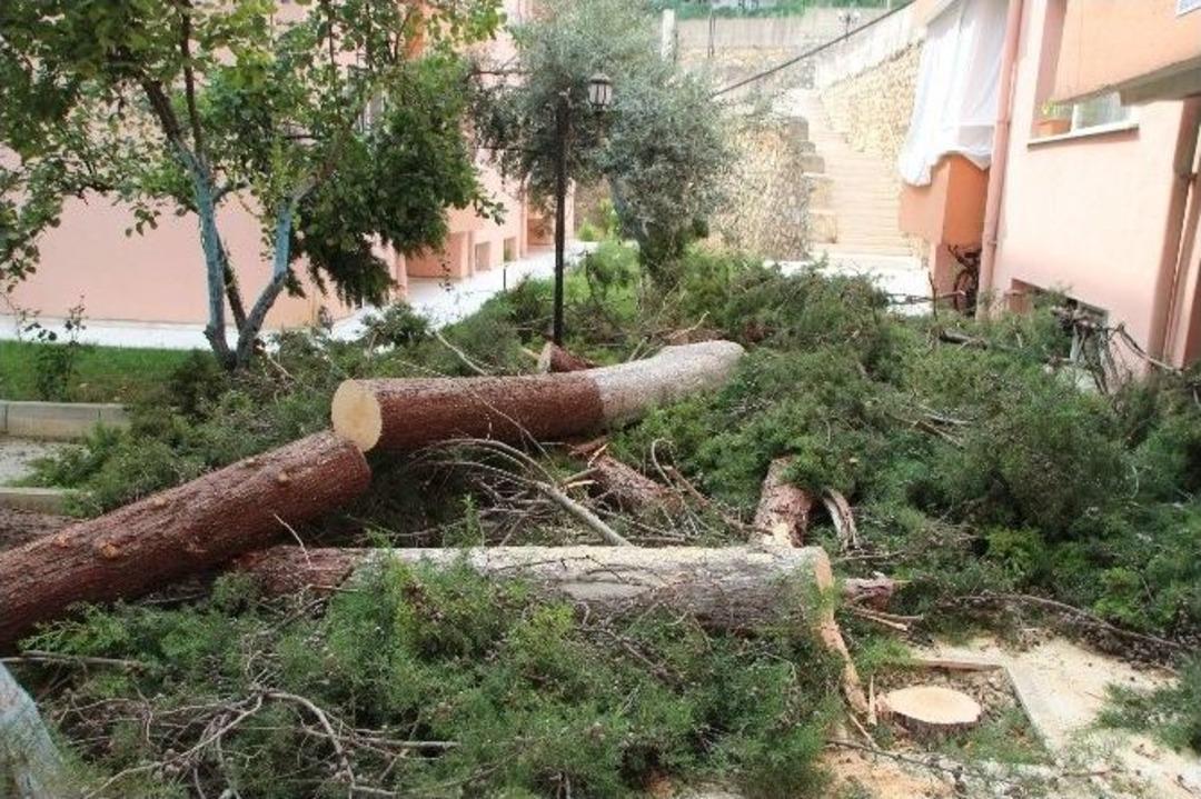 &Ccedil;evre Ve Şehircilik İl M&uuml;d&uuml;rl&uuml;ğ&uuml; Lojmanları &Ouml;n&uuml;ndeki 2 &Ccedil;am Ağacı Kesildi