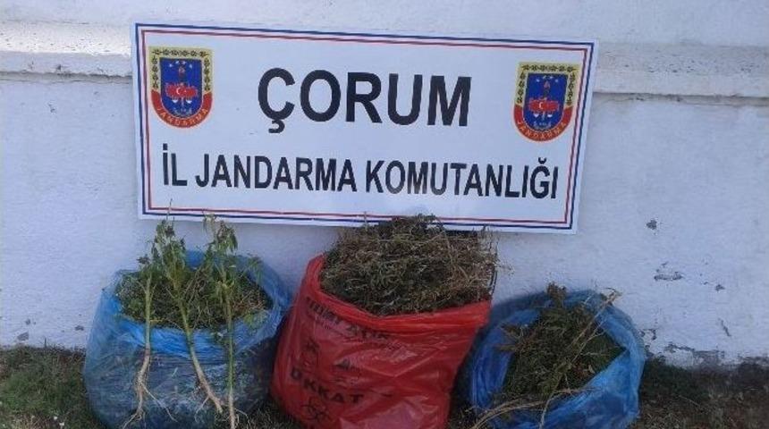 Jandarmadan Uyuşturucu Operasyonu