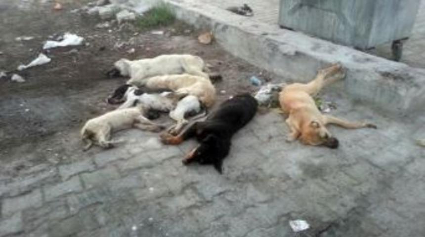 Korkuteli&rsquo;de K&ouml;pek Katliamına Tepki