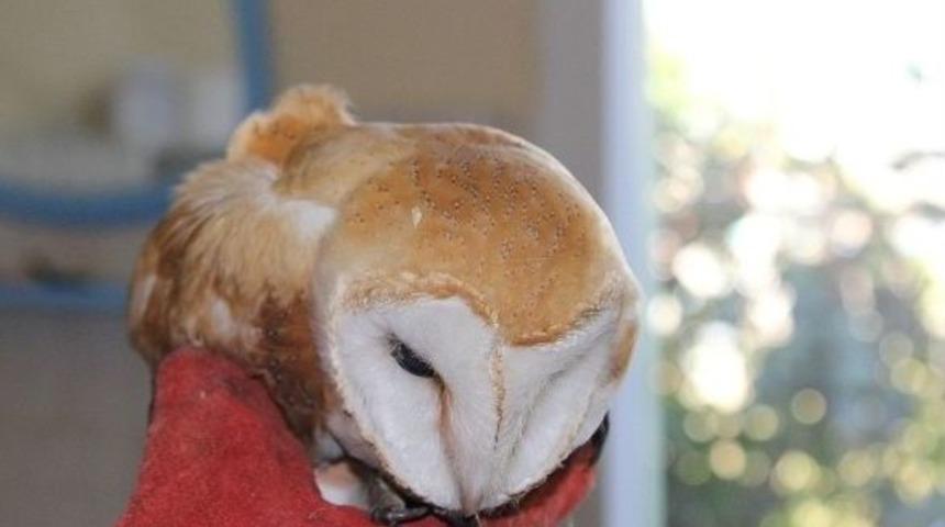 Pe&ccedil;eli Baykuş Tedavi Altına Alındı