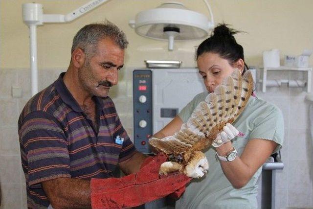 Peçeli Baykuş Tedavi Altına Alındı