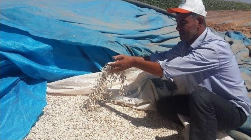 Elbeyli İl&ccedil;esinde &Ccedil;erezlik Ay&ccedil;i&ccedil;eği &Uuml;retimi Yapıldı