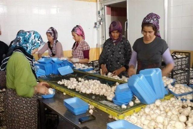 Korkuteli’nde Kültür Mantar Üretimi Yaygınlaşıyor