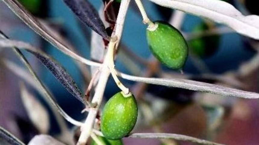 Aydın Dane Zeytin &Uuml;retiminde Başı &Ccedil;ekiyor