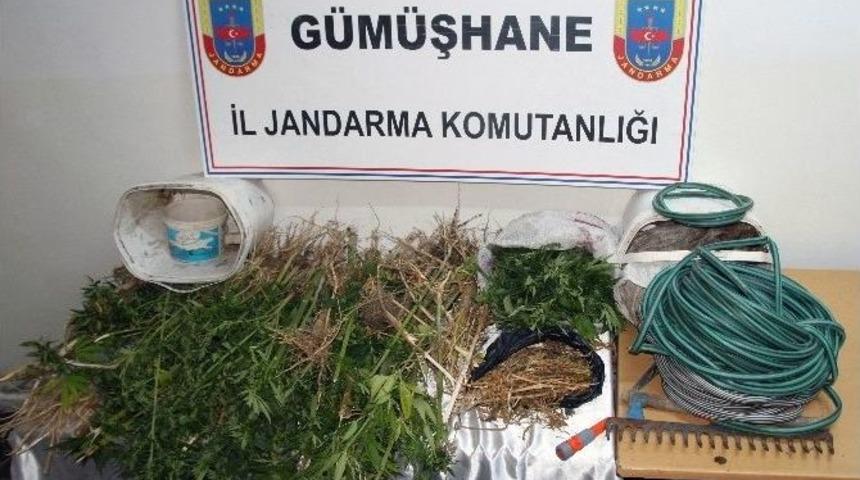 Gümüşhane’de 133 Kök Kenevir Ve 980 Gram Kubar Esrar Yakalandı