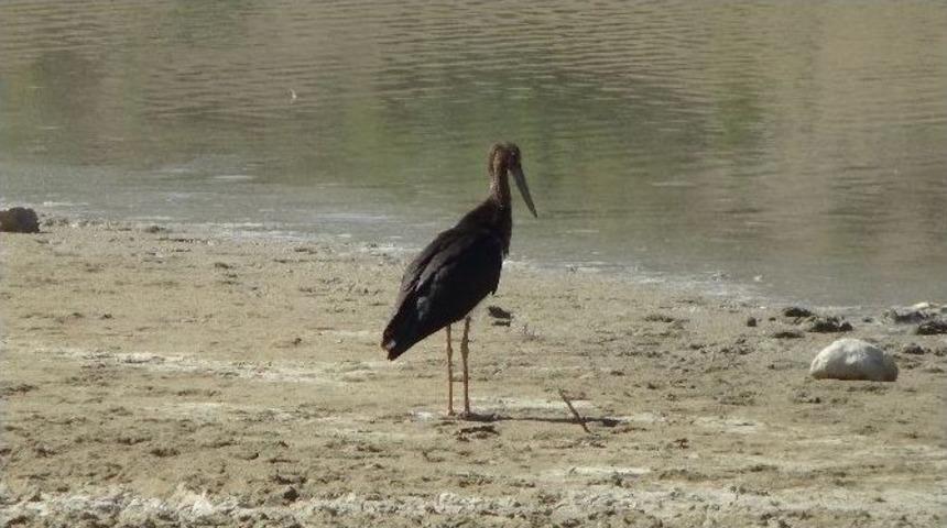 Siyah Leylek Şaşırttı