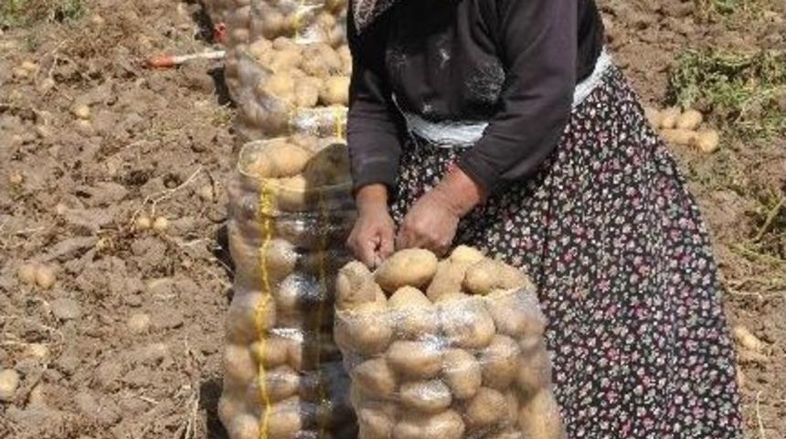 Patates Fiyatlarında Yüzde 50 Düşüş