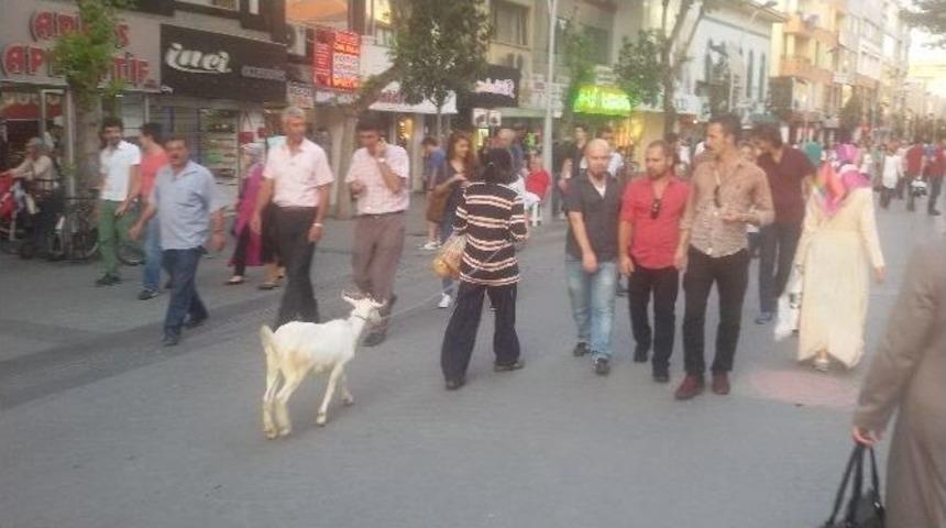 Sakarya&rsquo;nın En İşlek Caddesinde Ke&ccedil;i Gezdirdi