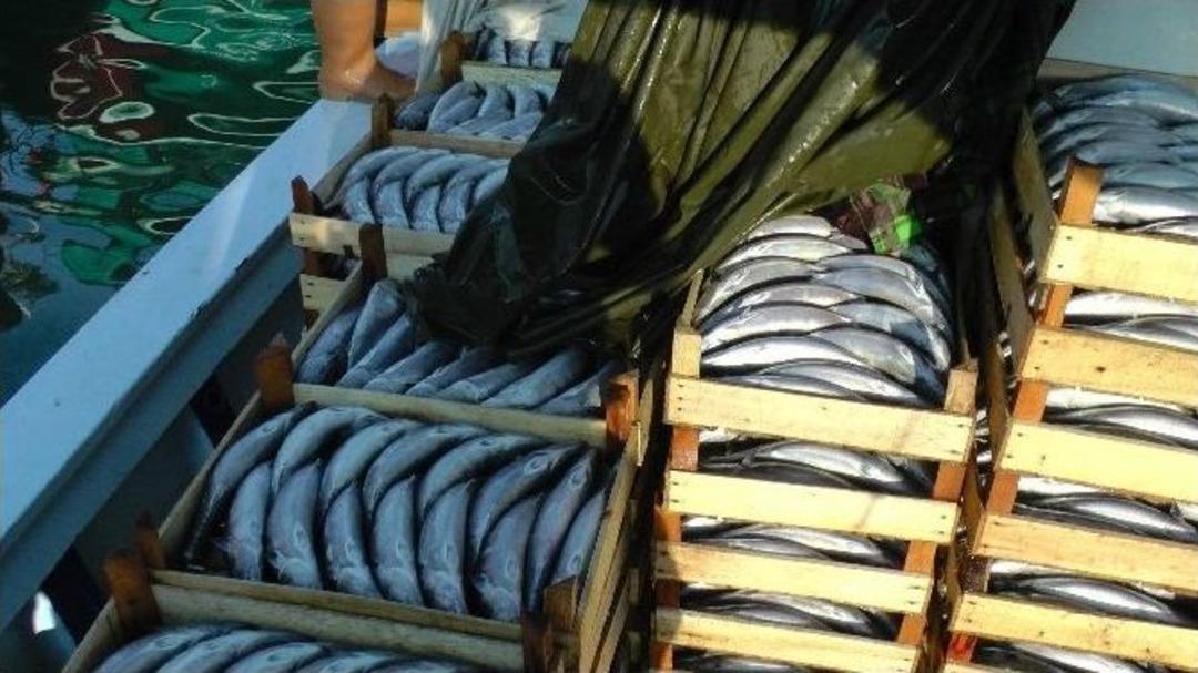 Karadeniz&rsquo;de Palamut Ve Hamsi Bereketi Başladı