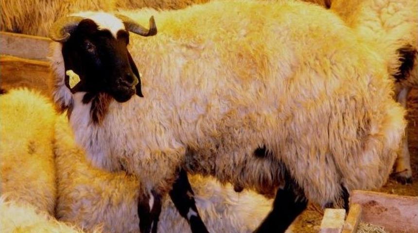 Komşudaki Savaş K&uuml;&ccedil;&uuml;k Baş Kurbanlık Fiyatlarını U&ccedil;urdu