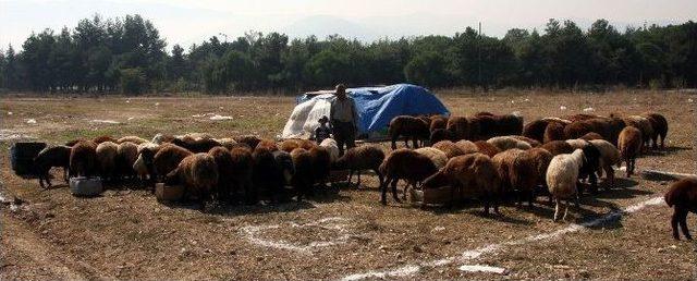 Komşudaki Savaş Küçük Baş Kurbanlık Fiyatlarını Uçurdu