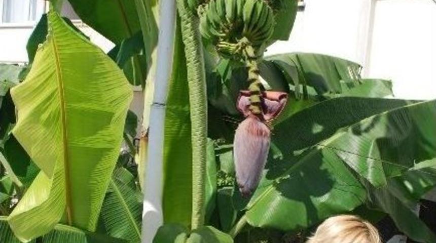 (&ouml;zel Haber) Muz Tarlası Değil Emlak&ccedil;i D&uuml;kkanı