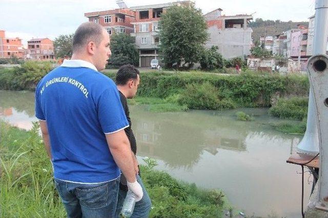 Ünye Tabakhane Deresi’nde Balık Ölümü