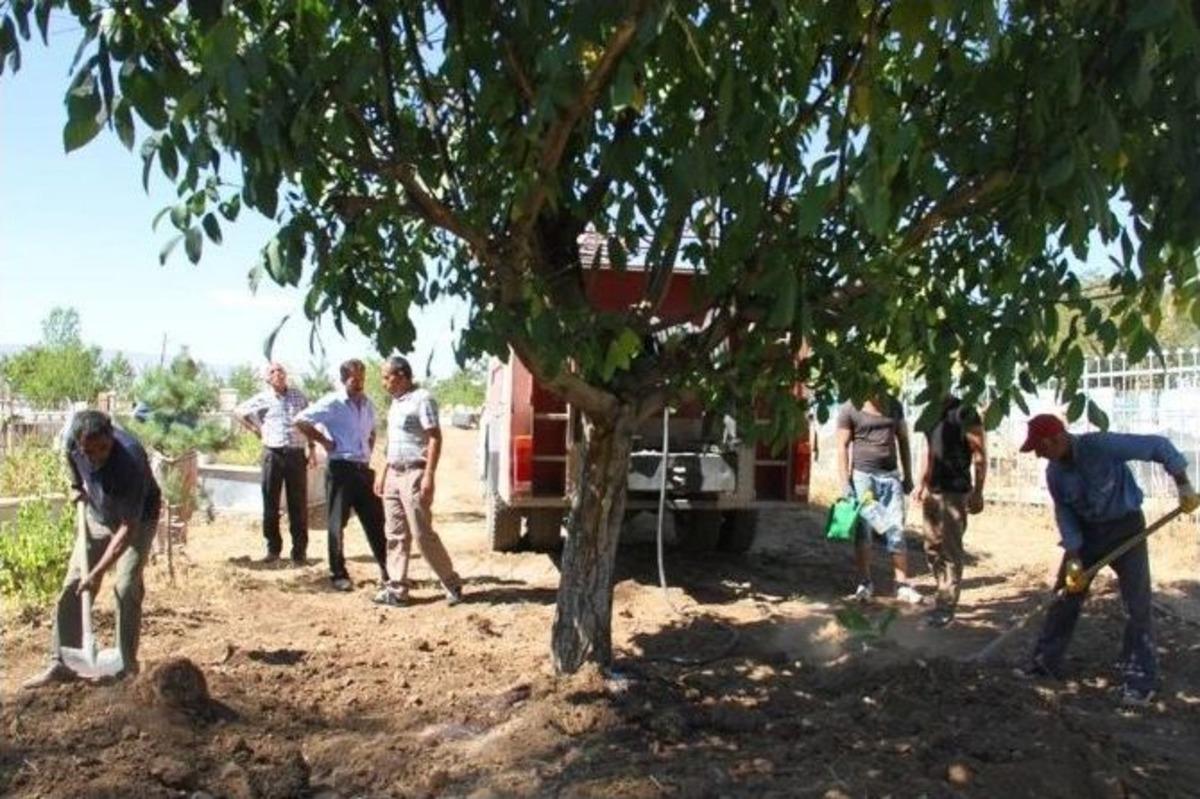 Yol Ortasında Kalan Ağa&ccedil; Mezarlığa Dikildi