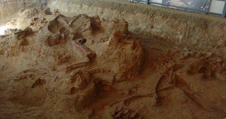 Çin'de 150 milyon yıllık kaplumbağa fosili bulundu G4