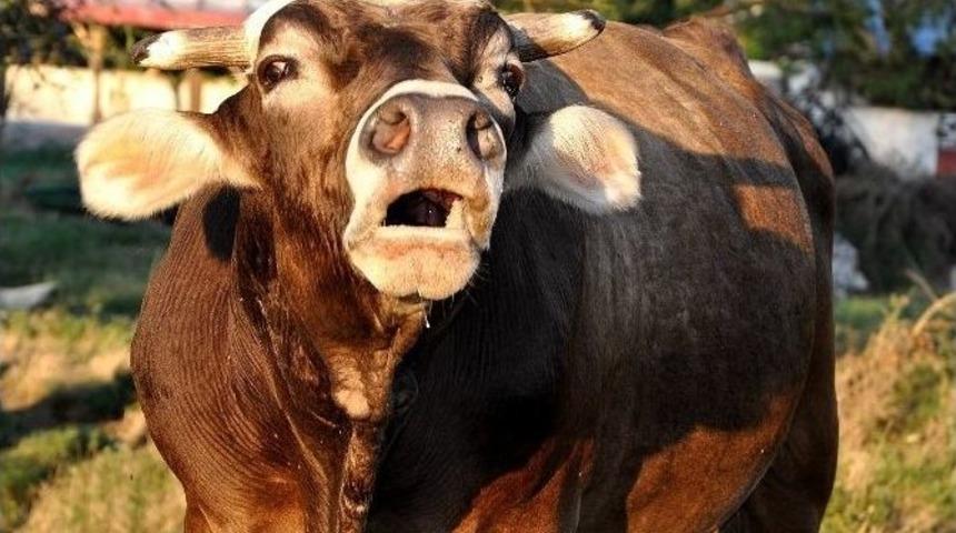 Belediyenin Boğası Oldu