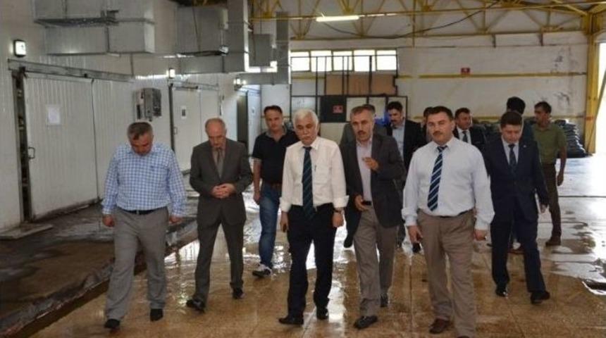 Vali Alimoğlu, K&uuml;lt&uuml;r Mantar &Uuml;retim Tesisini Ziyaret Etti