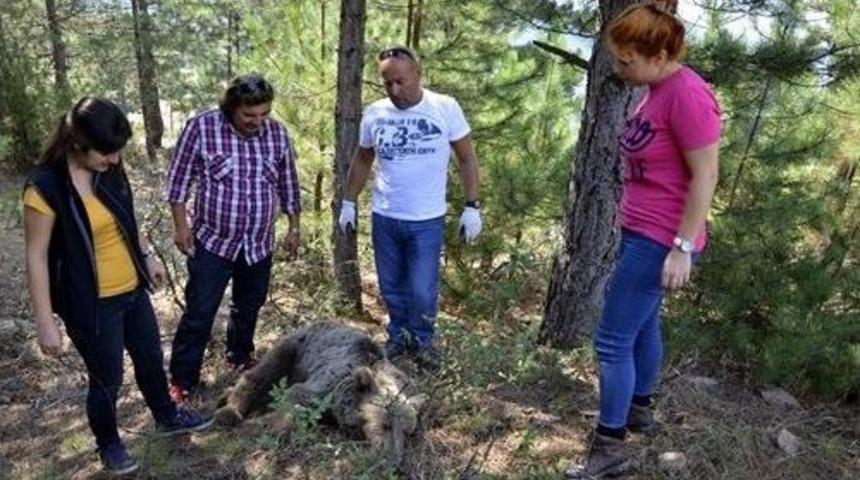 Domuz Kapanına D&uuml;şen Ayıyı Kurtarma Operasyonu