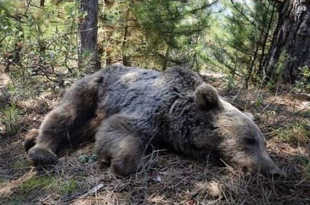 Domuz Kapanına Düşen Ayıyı Kurtarma Operasyonu